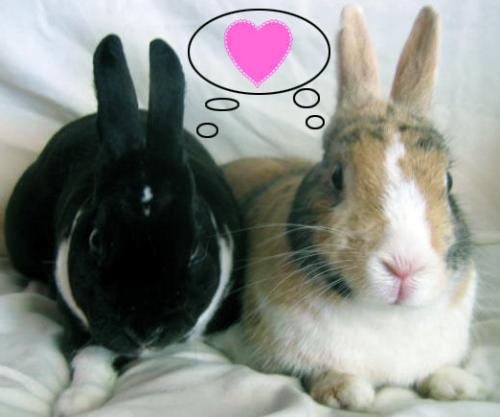 maevesbunny's tweet photo. silly bunny visits her girlfriend and gets nervous https://t.co/TuRNr0LCLF