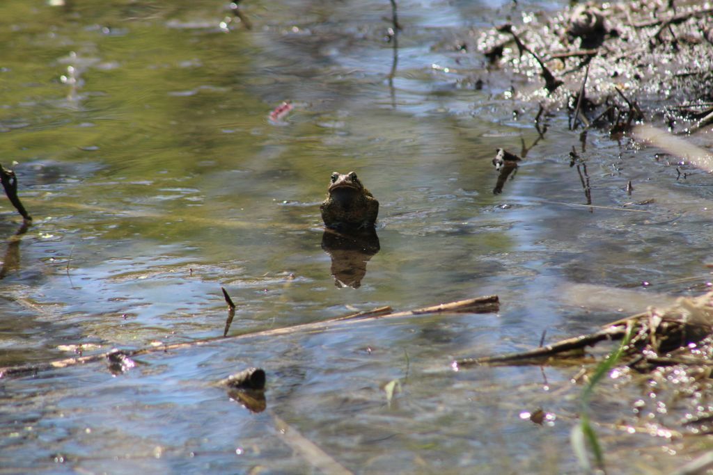 Gone_Froggin's tweet photo. a lone toad looking for a friend
#ToadTuesday ๐ธ https://t.co/nI3e7wYTpu