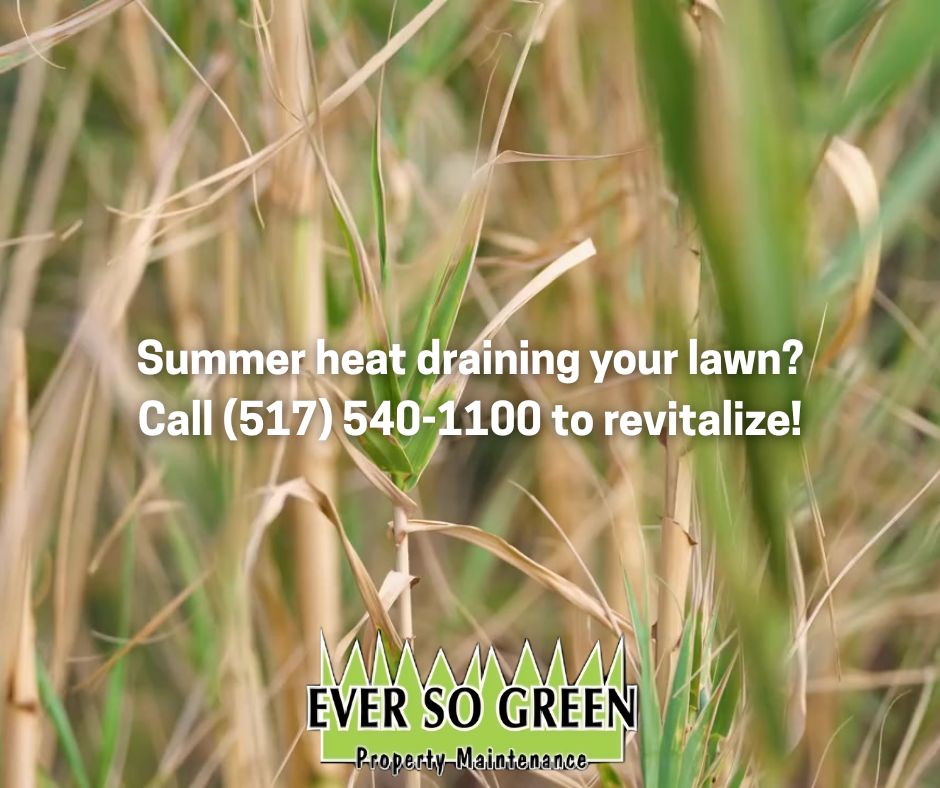 EverSoGreenMI's tweet photo. June lawn care is all about balance ⚖️

Too much fertilizer can stress your lawn in the heat; too little can leave it weak and vulnerable.

The right approach makes all the difference.

Read more here: https://t.co/GJF0CwaUNY

#LawnCare #WeedControl #Fertilization #Michigan https://t.co/MhCyTECZHM