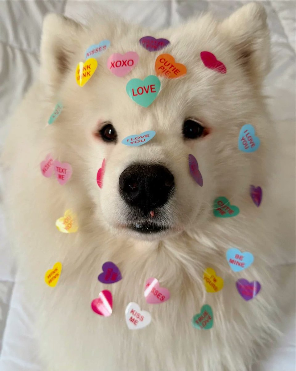 dogssaveworld's tweet photo. Covered in love messages 🥰💕 https://t.co/XYkQ3nmEQ7