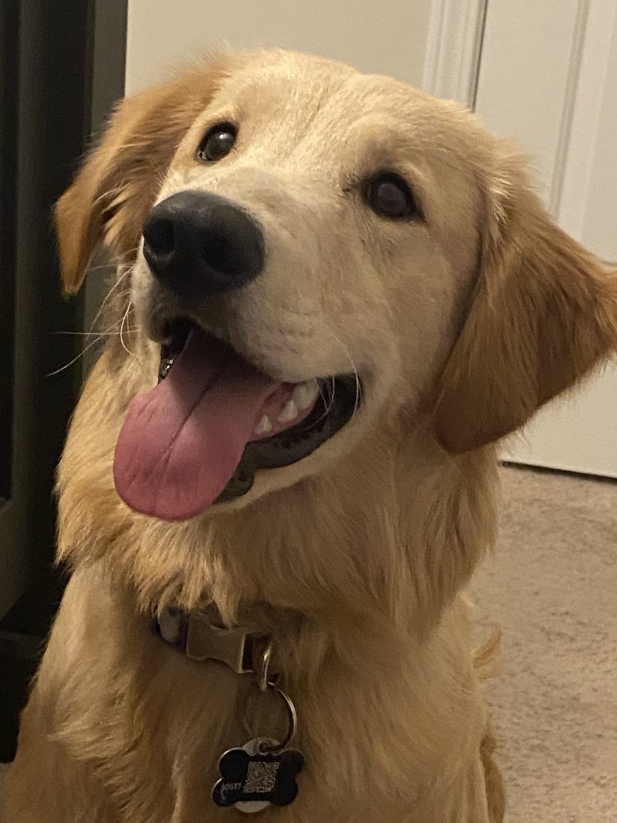 dogssaveworld's tweet photo. Biggest good boy energy ✨🐕 https://t.co/l4qZz9wJd9
