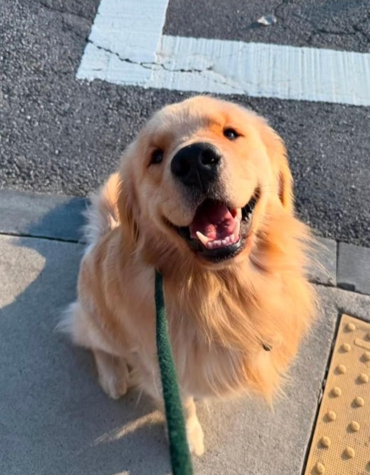 dogssaveworld's tweet photo. Golden sunshine vibes ❤️✨ https://t.co/BRUYxF7zbU