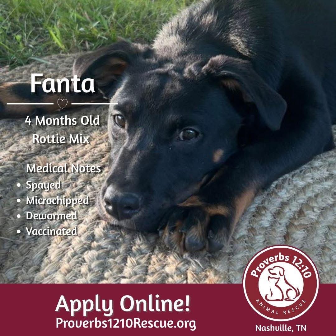 TNProverbs1210's tweet photo. Fanta is a happy girl with a soft-hearted personality who loves spending time with her people. She enjoys leash walks, playtime, and getting plenty of affection. She gets along well with other dogs and is sure to make a loving and loyal companion.

https://t.co/7rbk1tGESP https://t.co/164d0gVTn8