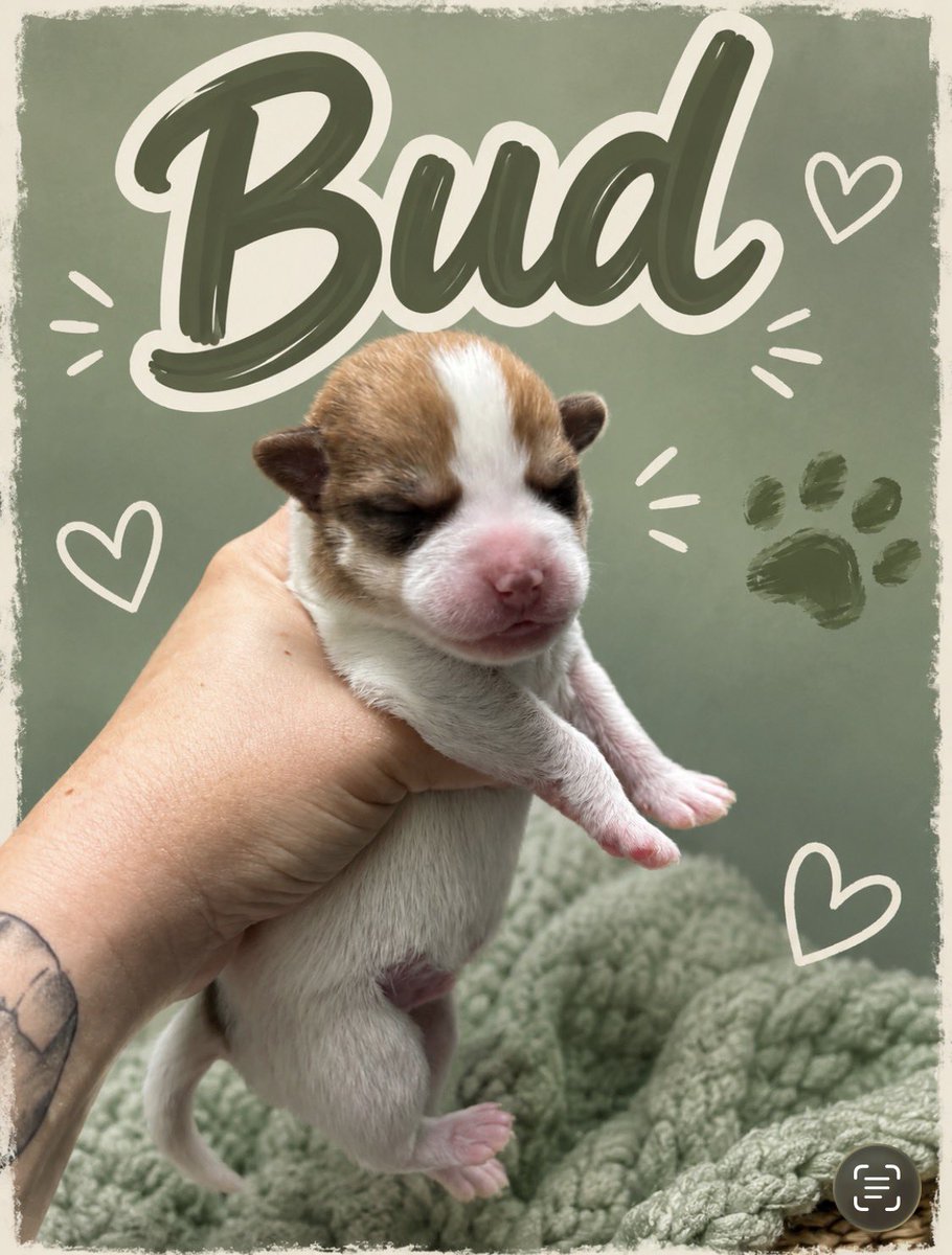 LolaPatolla's tweet photo. New puppy pics!
Our 3 boys are doing well 🥹🙏🏻.
Mama Daisy is a supa mom 🤍. https://t.co/TM0aCf7eq6
