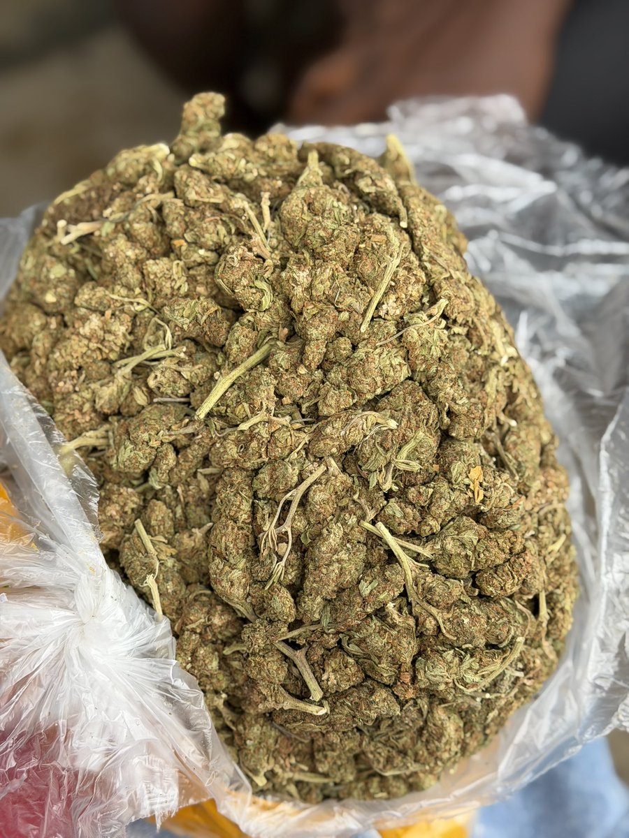 HARD BRAIN 🧠 STRAIN 🌳 tweet media
