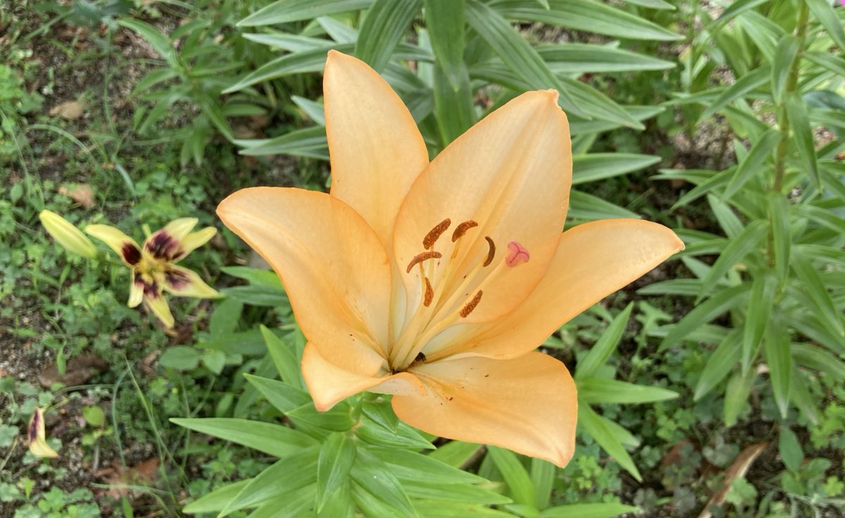 ryujiy8823's tweet photo. 6月10日（水）の記念日🌷

時の記念日
歩行者天国の日
路面電車の日
ミルクキャラメルの日
世界フランチャイズの日
商工会の日
無糖茶飲料の日
無添加の日
夢の日
ロトくじを楽しむ日
緑豆の日
うどんと和菓子をいっしょに食べる日
谷津干潟の日
てっぱん団らんの日
社会教育法施行記念日
露点計の日 https://t.co/j1d3tKvMRF