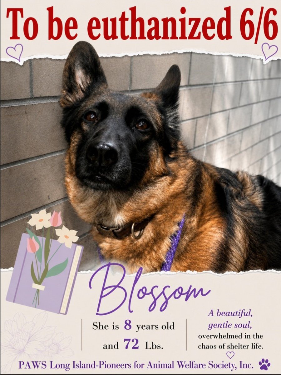 MorgFairsdogs's tweet photo. Blossom is relisted TBK 6/9
Pioneers for Animal Welfare Society (PAWS-LI) wants to save her, they need a committed #foster or #adopter to do so
They thought they had a foster, but they backed out at last minute
Blossom meets a hero!
Contact info below 👇👇

Please apply to be her hero!
