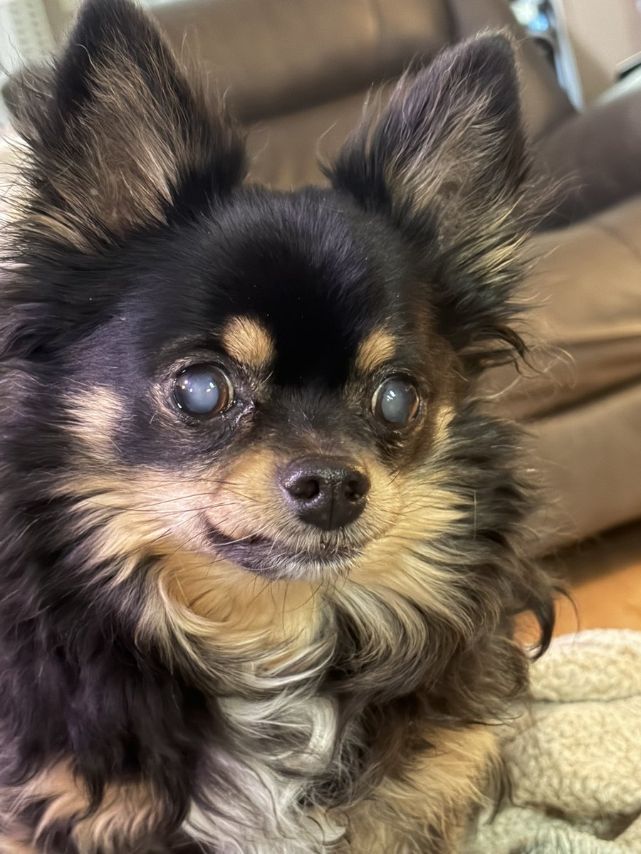 Hellbeastly's tweet photo. Need some extra cuteness? Here ya go!!! #dogsoftwitter https://t.co/MvcETvG1bP