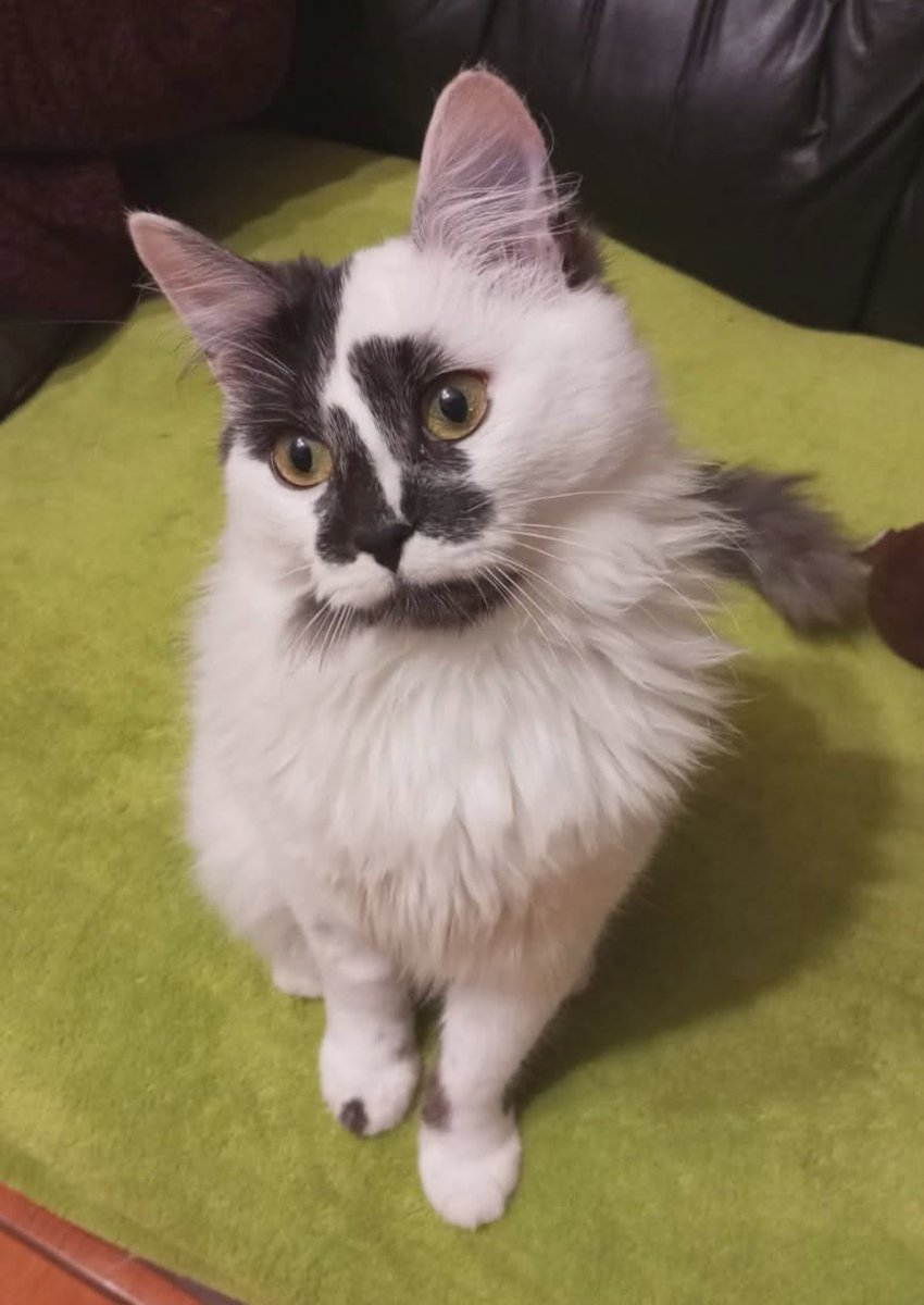 eltuitdemarsh's tweet photo. Yuki, de aproximados 7 meses, en adopción responsable. Se encuentra esterilizada. Es muy dócil y amorosa. Si deseas darle un hogar, con compromiso de tenencia indoor y cumplir con su calendario de vacunación, comunícate al +56986439491. Favor RT!
#Coquimbo https://t.co/QtHkBDCG2b