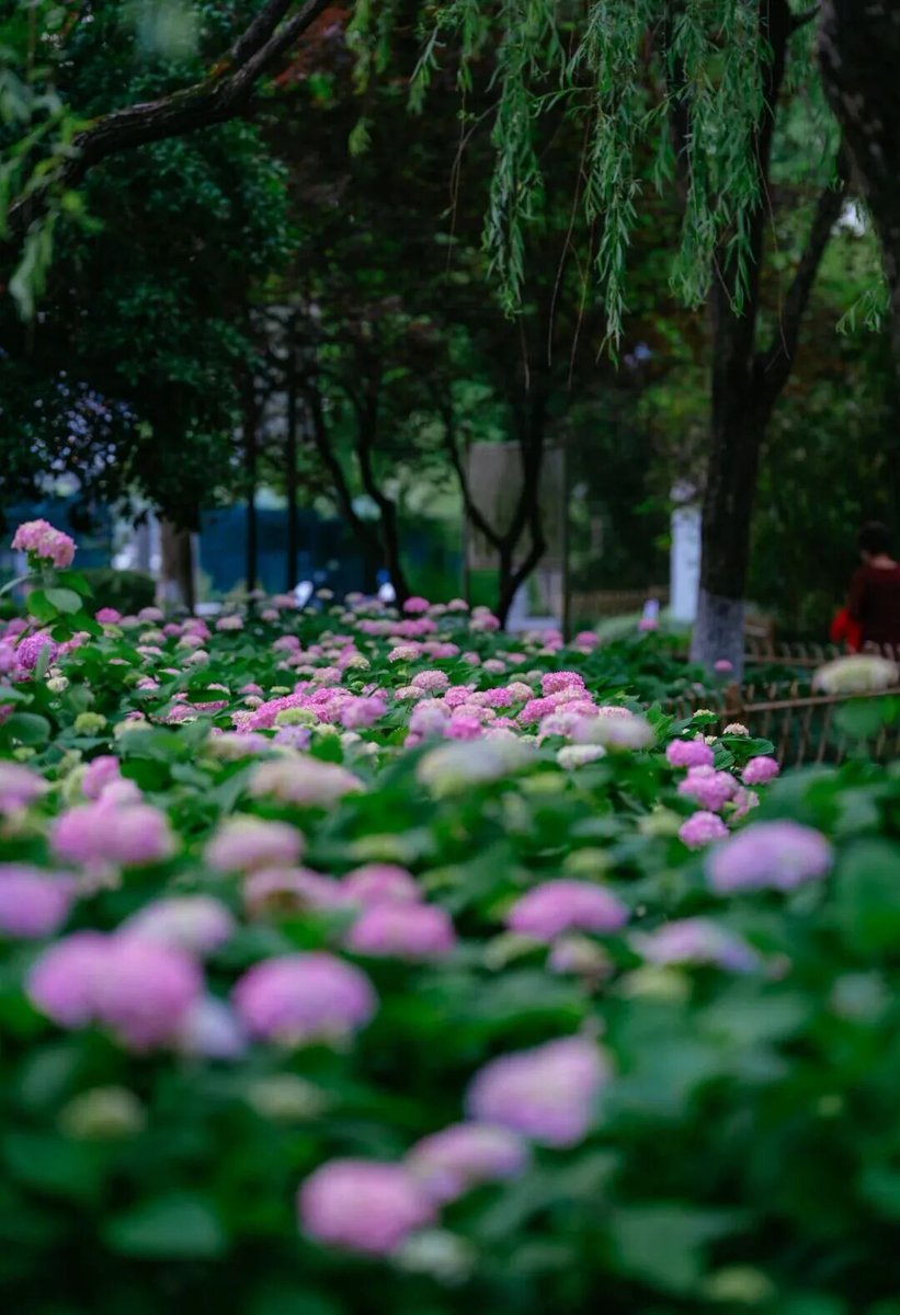 hangzhoufeel's tweet photo. 🍦💐 Hangzhou's early summer romance is all about hydrangeas! 

In June, Linping Mountain Park is bursting with 30,000 square meters of endless hydrangeas in full bloom. 💞And not just in the mountains — by West Lake, in parks, along rivers, even in residential neighborhoods… shades of pink‑purple, powder blue, and soft pink are spreading everywhere like scoops of ice cream.  

#Hydrangea #BeautifulHangzhou #SummerVibes #FlowerLovers