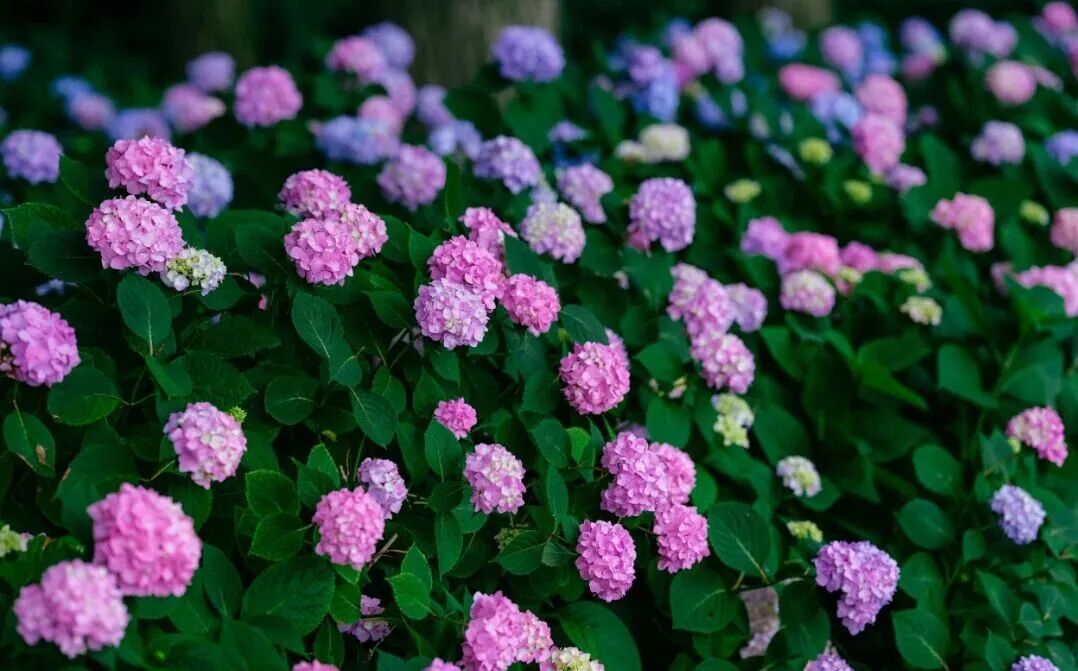 hangzhoufeel's tweet photo. 🍦💐 Hangzhou's early summer romance is all about hydrangeas! 

In June, Linping Mountain Park is bursting with 30,000 square meters of endless hydrangeas in full bloom. 💞And not just in the mountains — by West Lake, in parks, along rivers, even in residential neighborhoods… shades of pink‑purple, powder blue, and soft pink are spreading everywhere like scoops of ice cream.  

#Hydrangea #BeautifulHangzhou #SummerVibes #FlowerLovers