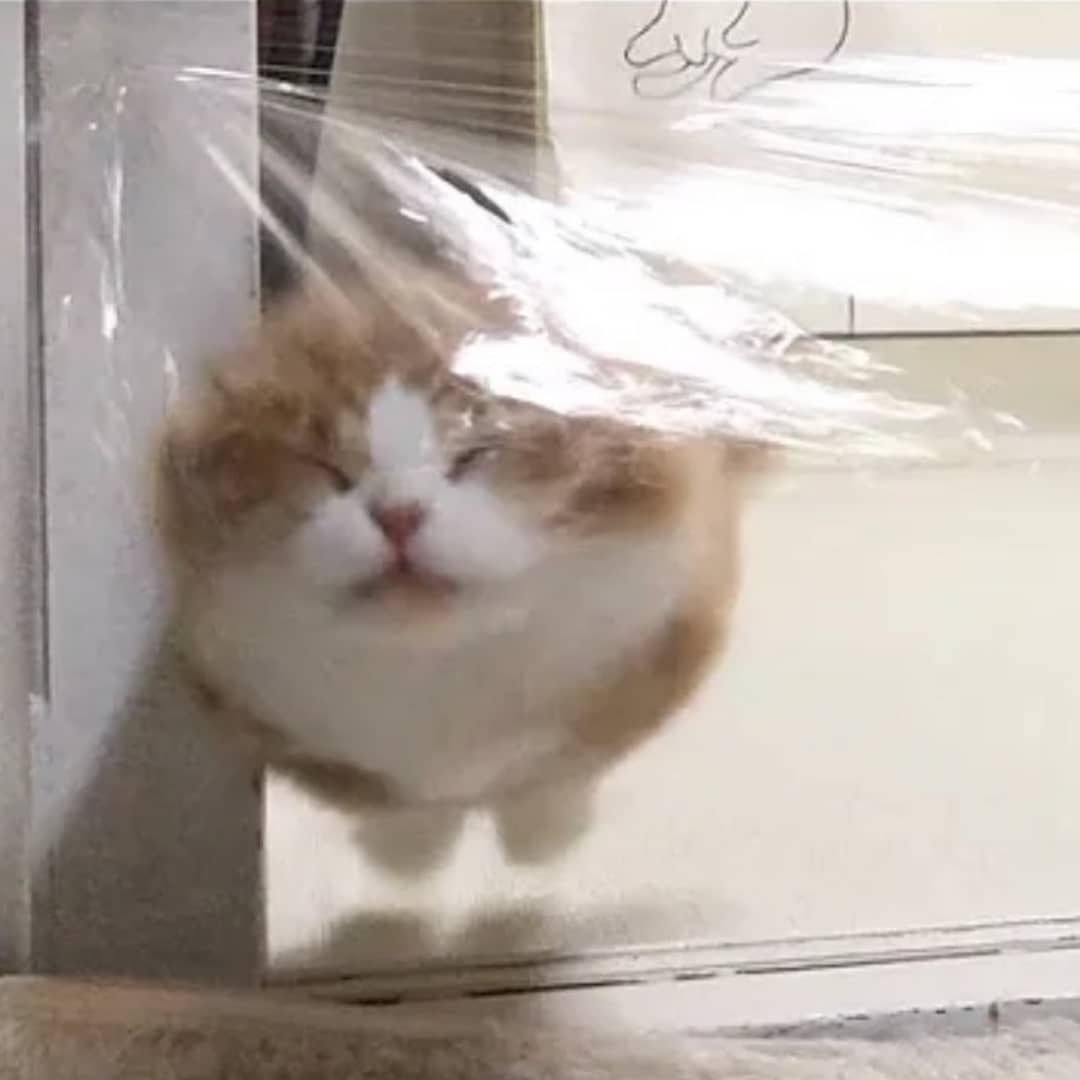 PunchingCat's tweet photo. https://t.co/kv6RUJh778