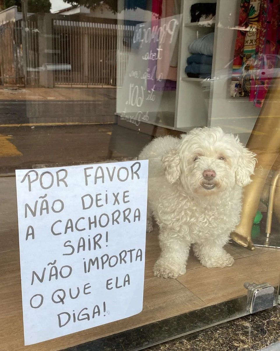 AnaliseDeCalvos's tweet photo. https://t.co/YrklBiG7vF
