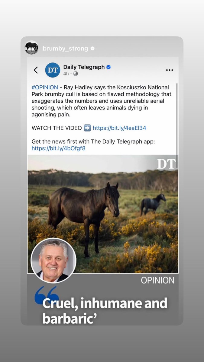cphsquirrel's tweet photo. These beautiful brumbies are going to be chased down by choppers and brutally shot down, left to die in horrific conditions, foals and herds driven to exhaustion, foals left to die of starvation because their mothers are gunned down. #StopTheCull #Australia #SaveTheBrumbies 🐴🙏 https://t.co/AT79ZAL41K