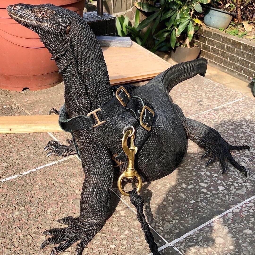 lttleflower's tweet photo. on a walk with princess. we got kicked out of the public pool because she was terrorizing the children. 🙄

she just wanted to swim. https://t.co/HQNs3Dj9Ce