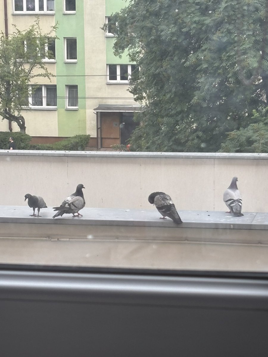RE4RVIEWZ's tweet photo. nawet życie tych gołębi jest w tym momencie dla mnie ciekawsze niz nauka historii https://t.co/JFwOfTGxDq