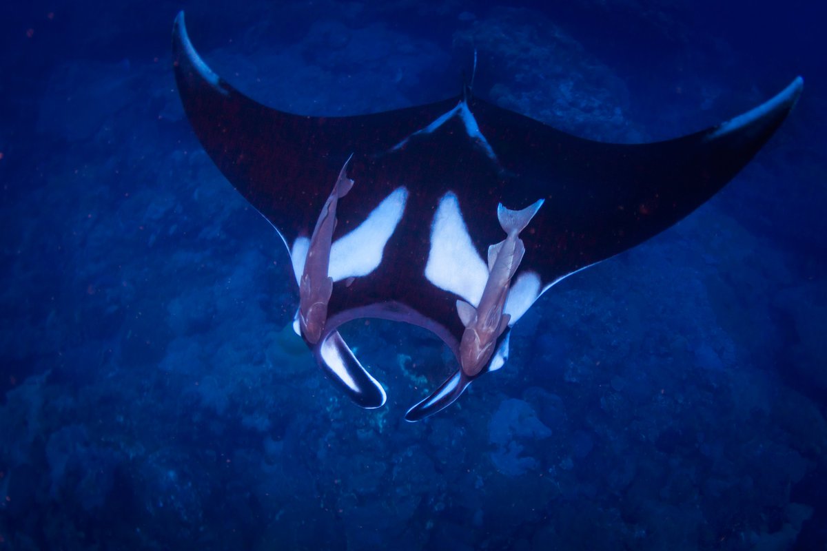 FGBNMS's tweet photo. You’re invited to Get Into Your Sanctuary! Join us this summer across the National Marine Sanctuary System and submit your photos to the annual Photo Contest!

Visit https://t.co/5YMUXWzgNy and follow @noaasanctuaries to learn more!

#ILoveMySanctuary https://t.co/onnlXQ3t9K