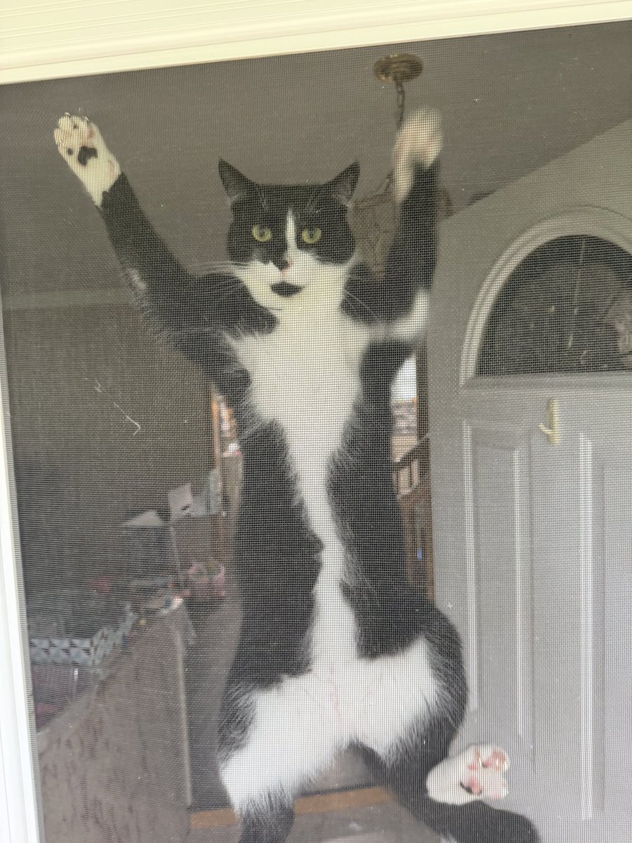 KatiePodar's tweet photo. Someone please tell me why cats do this. There are no bugs to chase, no birds, nuthin. He’s an absolute menace smh https://t.co/2zE86Vv2Vg