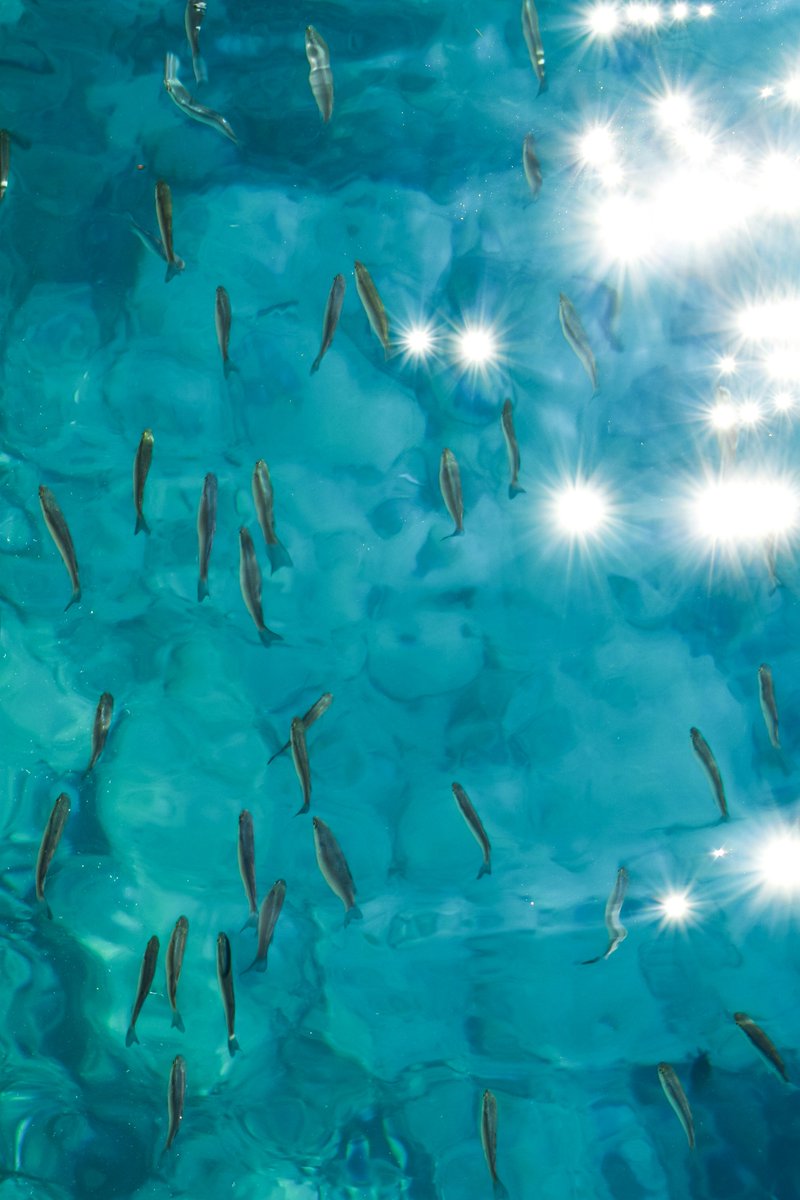 Soaringwords's tweet photo. I never expected a school of tiny fish to stop me in my tracks and teach me something important.

Sometimes the most meaningful lessons come from the most unexpected places—if we're willing to slow down and pay attention.

https://t.co/fH3gV9ooFl https://t.co/mbB8TJIxqW