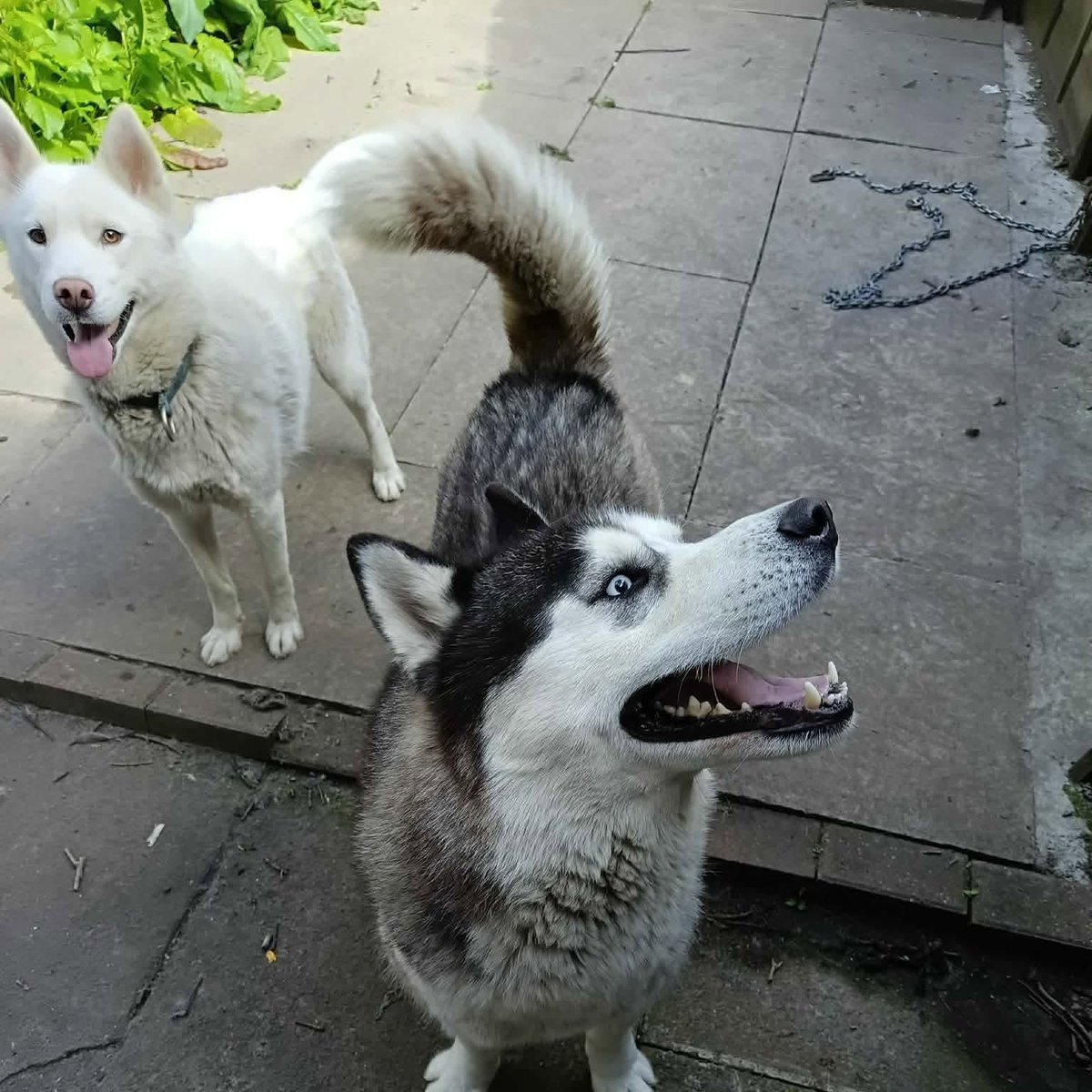 AdoptionsUk's tweet photo. Please retweet, Urgent Foster Appeal 🚨
We are urgently seeking a foster home for 3-year-old Nova (white female) and 2.5-year-old Takotna (grey and white male) #UK    BONDED PAIR 💔💔💔
As of last week the owner moved out of their rented accommodation and left the dogs behind with a visitor feeding and watering them. 
They are currently living in poor conditions outside, living and sleeping in their own feaces. 
They are in need of a placement where they will give them time to settle down and will be able to help rehabilitate them back into a home environment. 
We would prefer them to go together, however they can be separated if needed. 
Nova and Takotna are people friendly, very excitable and will jump up. They are not cat or child tested, not tested in the home or with other dogs. 
If you have time and space to help these beautiful dogs please get in touch 
DETAILS OR APPLY BELOW👇
https://t.co/OeApdnFZyH 💻 

May be able to foster nationally, please check with Saints Sled Dog Rescue 

@8BelowHuskyResc #Husky #Huskies #England #Wales #Scotland #adoptdontshop @katieamess @lucydahlia @AndrewRosindell #dogs #dog #pets