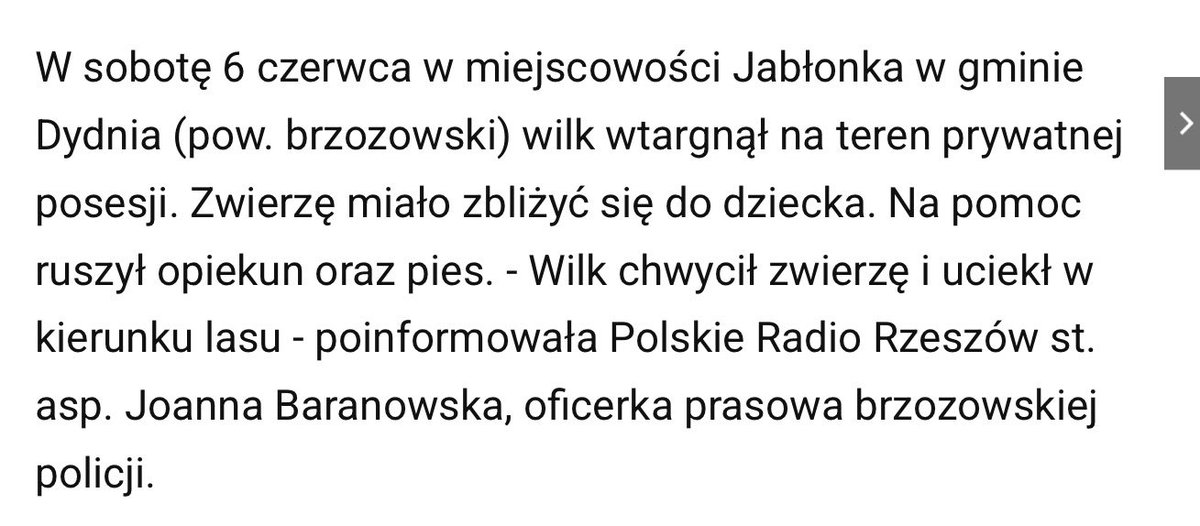 jacekzarzecki's tweet photo. Wilk wszedł na podwórko z dzieckiem. Czekam na fikołki @DorozalaMikolaj i @RobertMaslak. Co tym razem? Hybryda? Było zamknąć bramę? https://t.co/BjgTqQIwGS