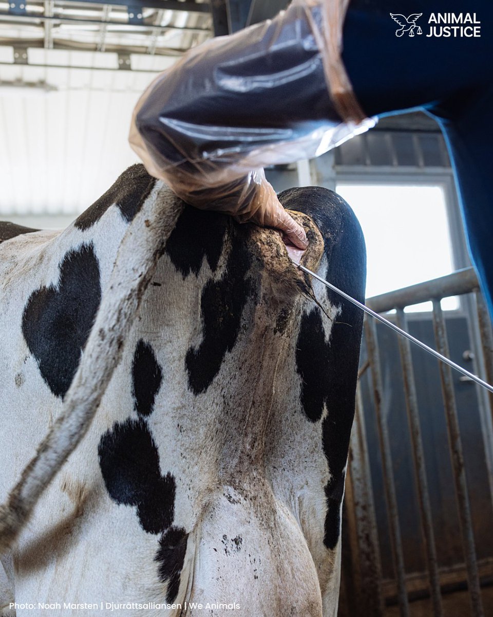 Animal Justice (@AnimalJustice) / Posts / X