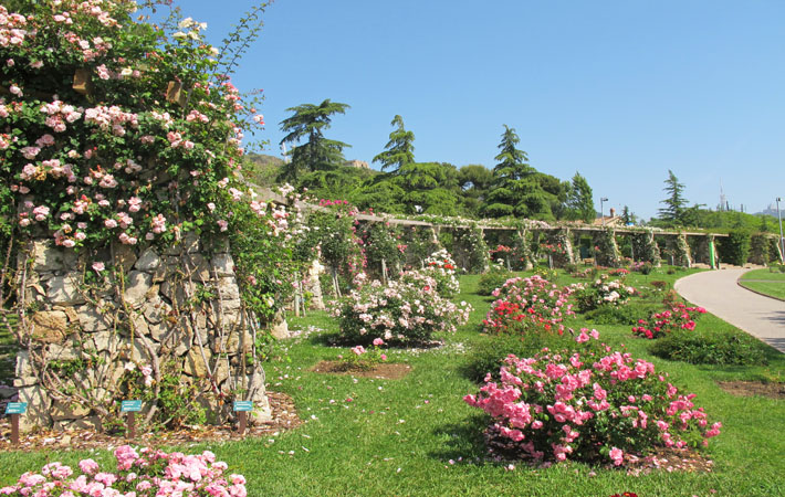dearestpark's tweet photo. ที่บาร์เซมีสวนสาธารณะที่หนึ่งที่ปลูกกุหลาบนานาพันธุ์ ชื่อ Parc de Cervantes พอช่วงมิ.ย.-ก.ค.คือช่วงพีค ดอกกุหลาบแข็งกันบานสวยมาก แล้วมีทุกสี ที่น่าสนใจคือมีป้ายชื่อกำกับและอธิบายคุณลักษณะด้วย เราชอบไปเดินเล่น สวยมากๆ แล้ววิวมองไปเห็นทะเลลิบๆ https://t.co/KyZNHPwqDr