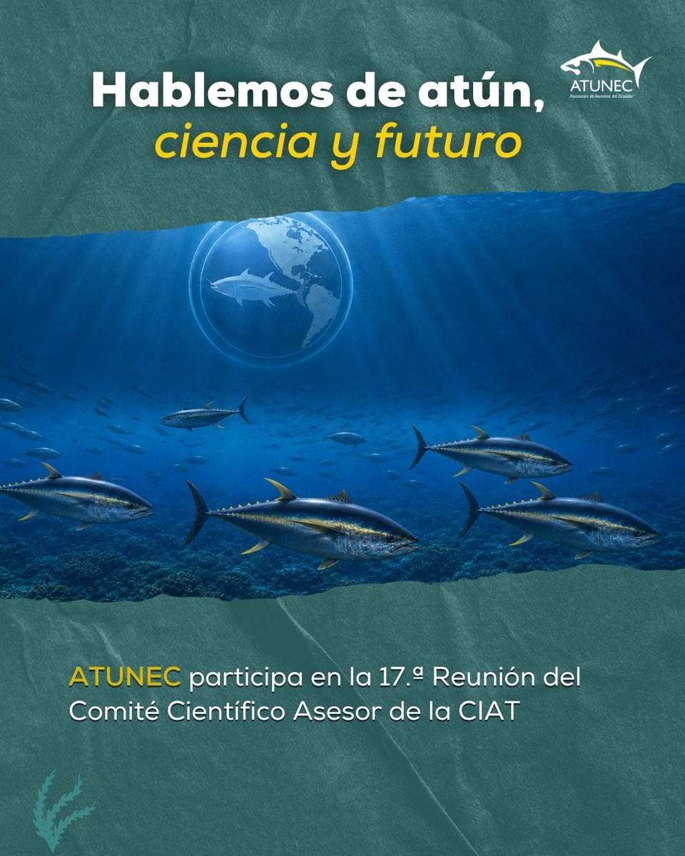 AtunecEC's tweet photo. El futuro del atún no se improvisa: se construye con ciencia, diálogo y responsabilidad. 🐟🔬

ATUNEC sigue presente en los espacios donde se toman decisiones clave para una pesca más sostenible. 🌊🤝 https://t.co/EmretQrZBv