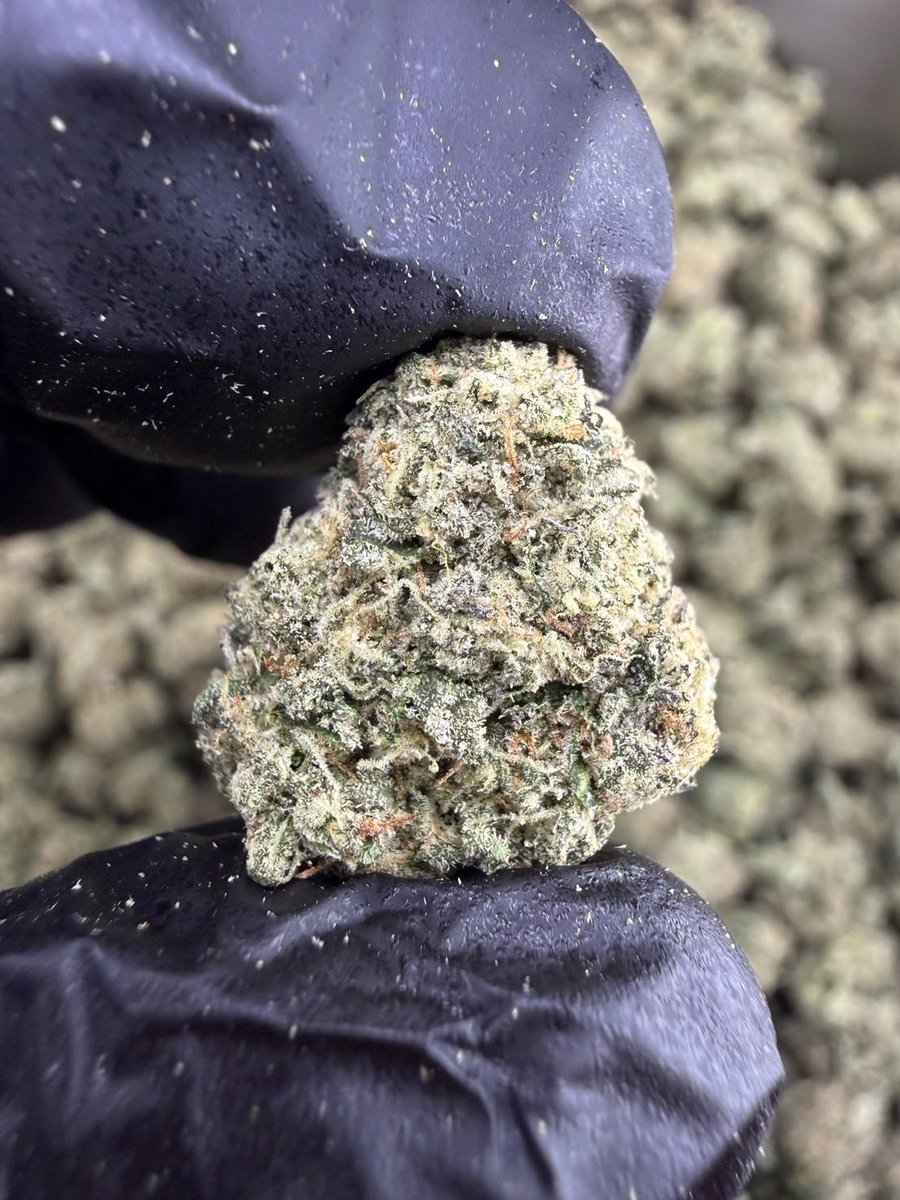 HippieVibeBud66's tweet photo. Ice Cream Cake 🍰🍨

Indica 🌙
THC ≈ 26%
Size : Pop

Aroma : 🍨 Creamy · 🍰 Vanilla · 🍬 Sweet · 🌿 Herbal

inbox me 💬 👇🏻
➡️ https://t.co/byV6I4TKAS

#กัญชา #weed #กัญชากรุงเทพ #OG #สายเขียว #cannabis #กัญชาส่งGrab https://t.co/G2KDCHOQBa