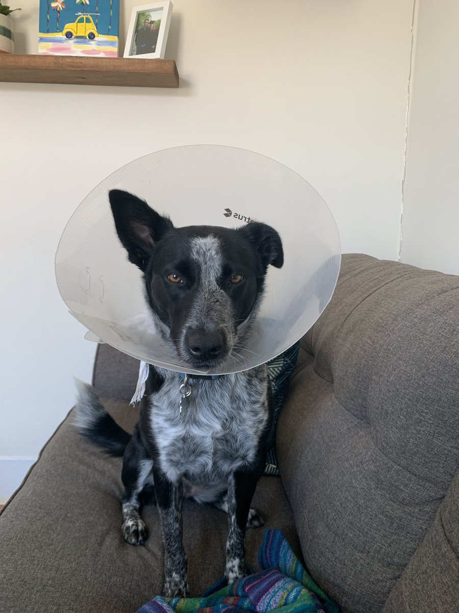 MikeHornick's tweet photo. Do you think they had to make Marilyn Manson wear a cone like this after he got those ribs removed? https://t.co/mXe1b9ZEtF