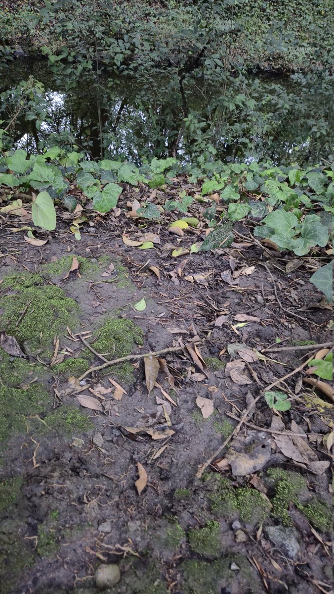 efrencasas's tweet photo. #TuesdayMotivation #running #nikerunning #yoelegicorrer #fitover61 #corrersana #RunDay #Chapultepec #CDMX #Laufen #esdecorredores https://t.co/zqRq4TCGTs