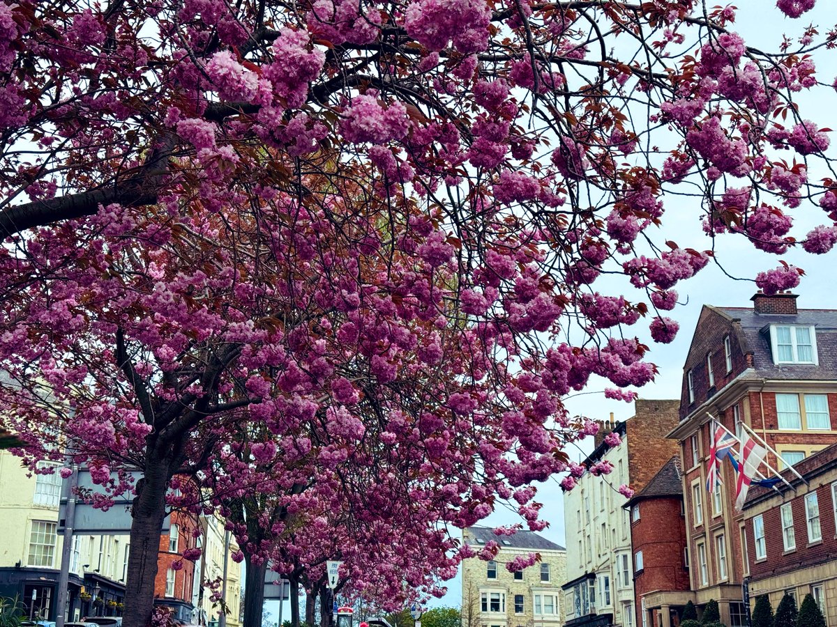 jjmmli's tweet photo. Pink, the colour of softness and little daydreams 🌸

Let’s see your pink photo. https://t.co/W58Lr6wVRb