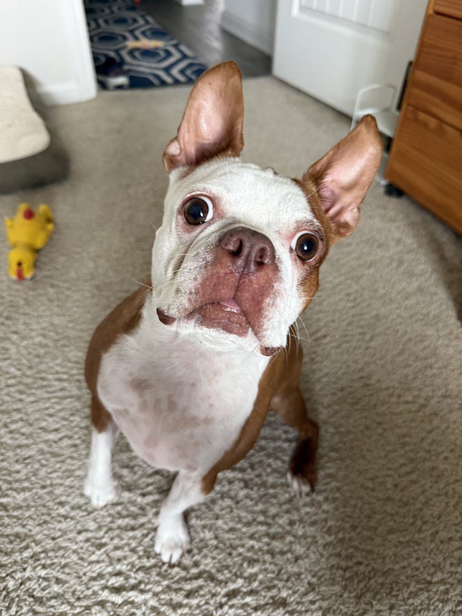 tiny_bird07's tweet photo. @mcmillon_serena He is such a handsome boy! He seems tall too like my youngest one. They’re definitely born to cuddle with humans🫶🐶💕 https://t.co/tJzqcB9wHY