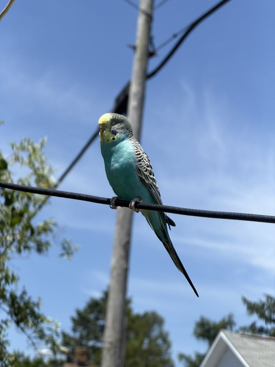 awildaGS's tweet photo. Yo creo que está enfermo, se dejó tomar fotos y ver de cerca 🥺🥰 🐦 🐦 https://t.co/eW816dB9XG