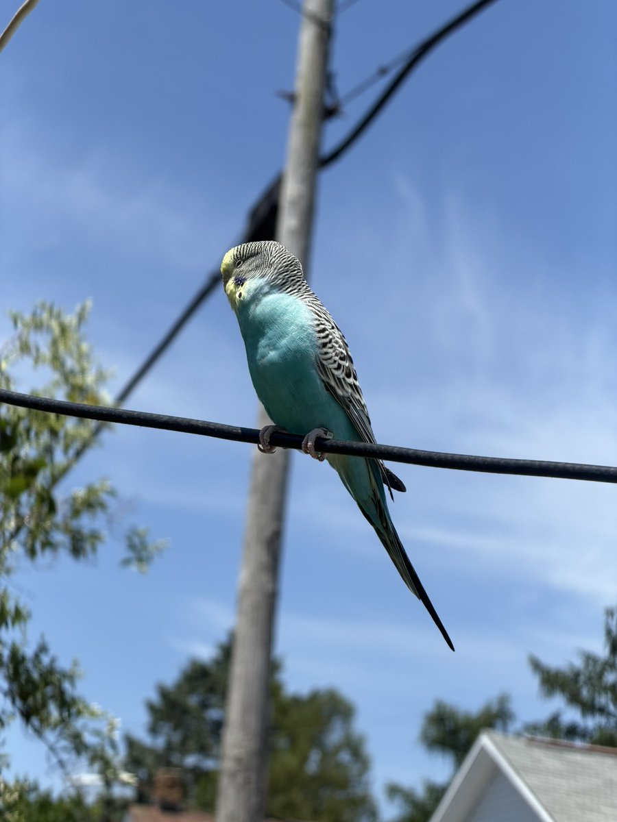 awildaGS's tweet photo. Yo creo que está enfermo, se dejó tomar fotos y ver de cerca 🥺🥰 🐦 🐦 https://t.co/eW816dB9XG