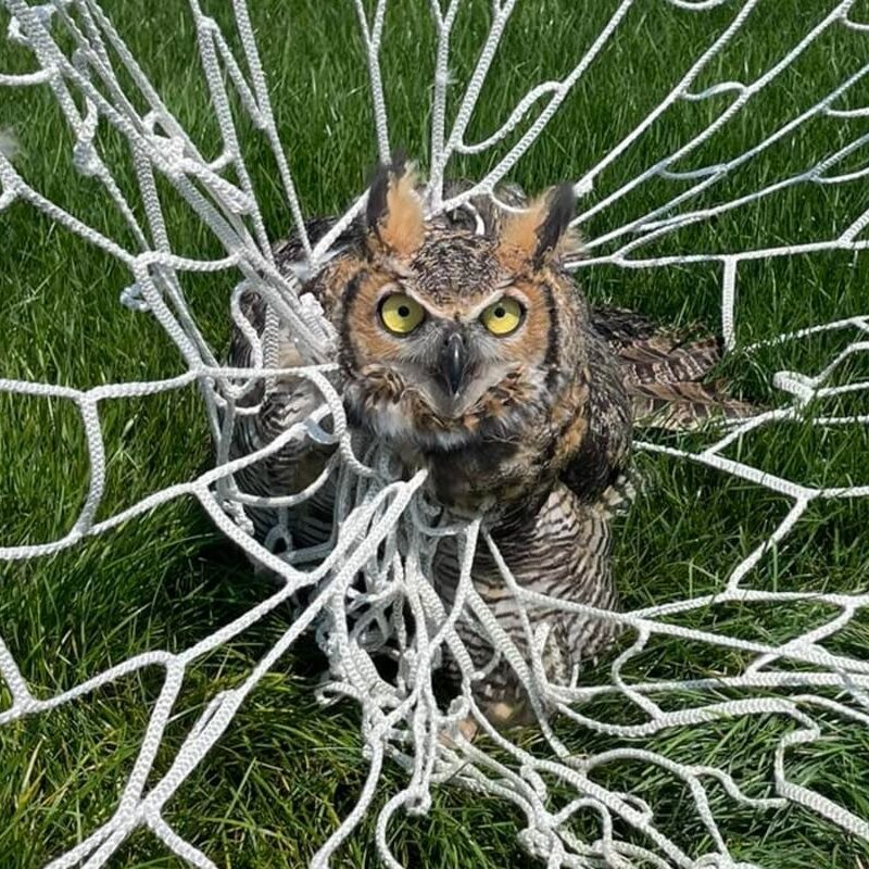 giveashitnature's tweet photo. Take thirty seconds and roll up the soccer net in the backyard. It's a quiet killer.

An owl crossing the yard at night doesn't see the netting and hits it at speed. Wildlife rescues find them wrapped up like a burrito, if they're found in time at all. A groundhog turned up tangled in a backyard soccer net just last fall. 

Loose garden and fruit netting does the same thing, snagging birds by the leg or wing and leaving them to starve, and groups like the RSPCA get called to it constantly.

The worst offender hides in plain sight every October: fake Halloween cobwebs. Stretched across a bush, that stringy webbing is strong enough to ensnare a screech owl, and it catches hummingbirds, bats, and birds all season.

The fixes are all easy. Roll up or take down sports nets when nobody's using them. Pull any netting you keep up drum-tight, and check it morning and night. And skip the fake cobwebs outdoors, because nothing alive benefits from them.

Loose netting is one of the few backyard hazards that kills for no reason at all. Yours can stop today.