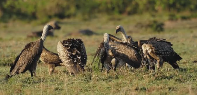 LIONAID's tweet photo. Poisoned Zebra Carcass Kills at Least 30 Vultures Near Botswana’s Nxai Pan

https://t.co/uEA70phKJd https://t.co/pBRJ0TIgaX