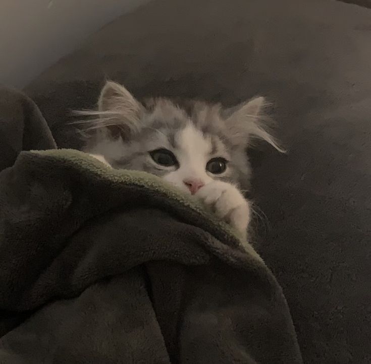 0xLuxi's tweet photo. 14 YEARS OF BAD LUCK IF YOU DON'T SAY HI TO COCO https://t.co/kuw50lxBty