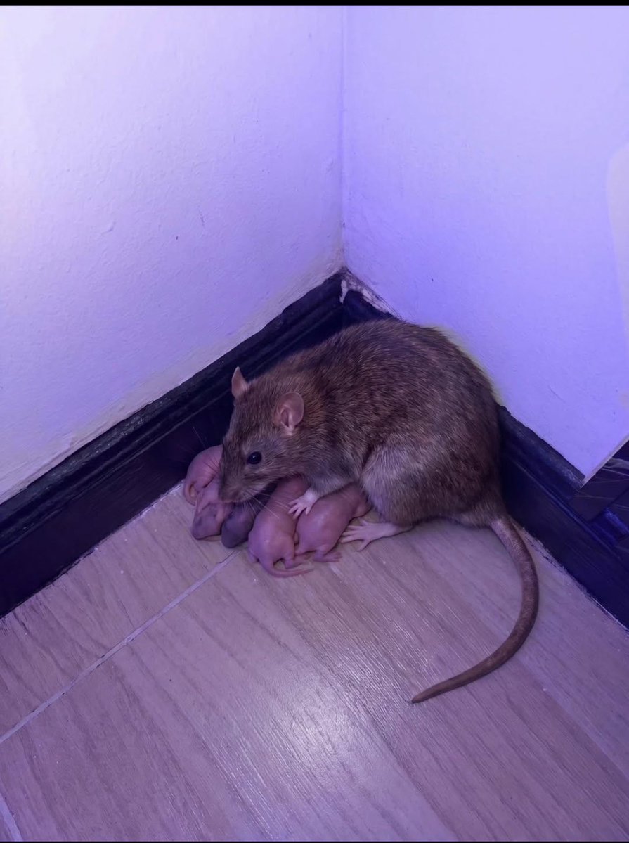 Garbazahrau1's tweet photo. The audacity of this rat and her babies is top notch…… inside parlor ooooo, no fear or whatsoever 🤦🏽‍♀️ 💔 https://t.co/dprqv2f6lk