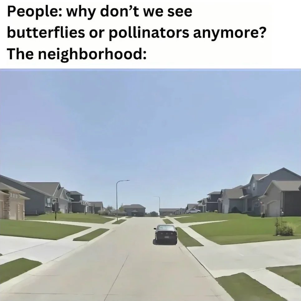 YourAnonNews's tweet photo. Grow some flowers. Grass is stupid. Grow gardens. https://t.co/Q7IdfTzaue