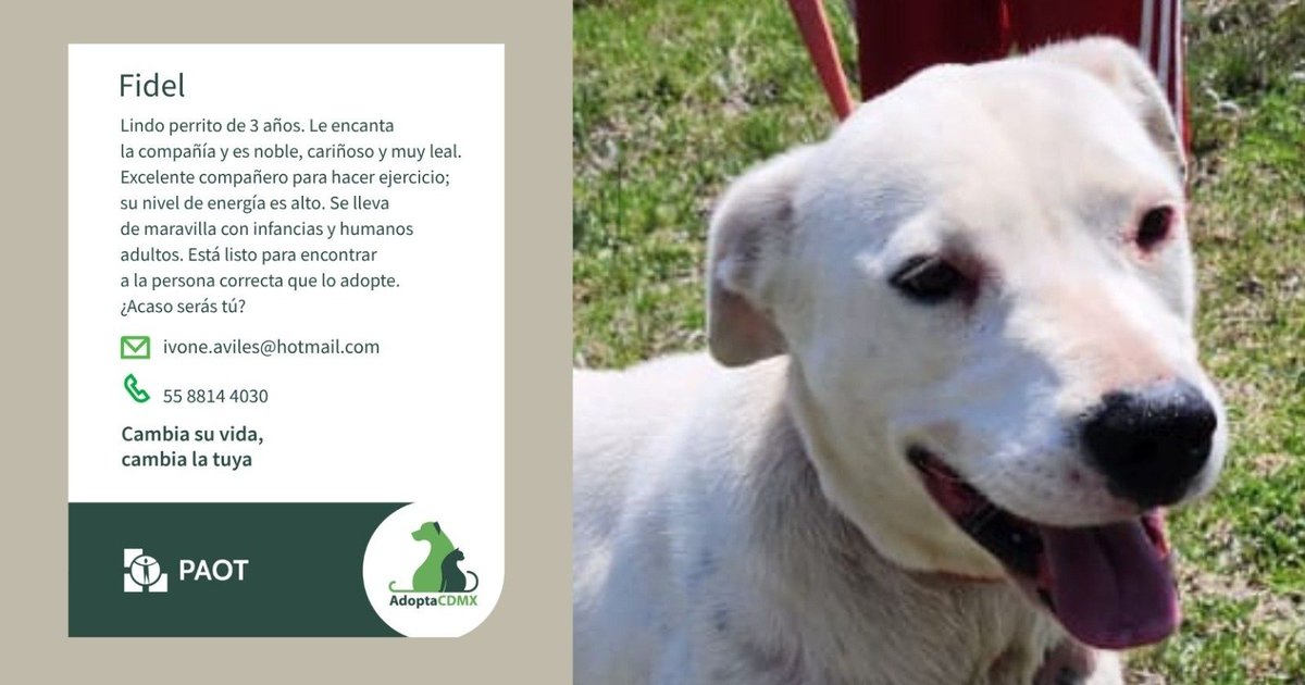 AdoptaCDMX's tweet photo. Soy Fidel, me llevo increíble con infancias y adultos. Soy noble, cariñoso y leal. Además, un excelente compañero para hacer ejercicio. 🐾
Estoy listo para encontrar a la persona correcta que me adopte. ¿Serás tú? 
✳️Datos para adopción👇
✉️ivone.aviles@hotmail.com
📞5588144030 https://t.co/q19kHv8Afe