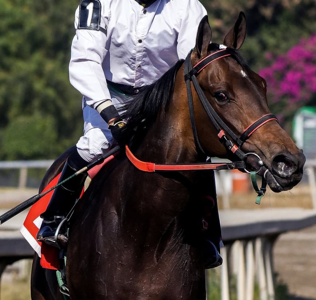 drunsvi's tweet photo. Lampuga was a fighter, dauntless and intimidating. She was born of lightning with fire in her veins. The daughter of Zeewat and Zavaleta was a champion race mare herself, finishing second only to last year's Triple Tiara winner Sabalenka. https://t.co/rh7XvKFuGB