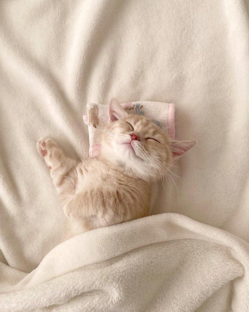 โดน้าท ^›⩊‹^ ੭ tweet media