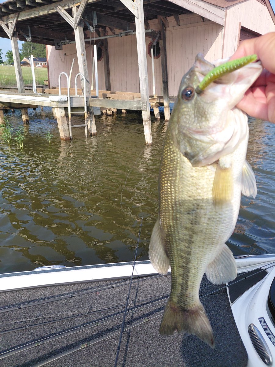 THardenFishing's tweet photo. @StrikeKingLures Ned Ocho working on docks. Punch Bug working in the thick grass.
#LakeAnna https://t.co/qpC3LLqCDv