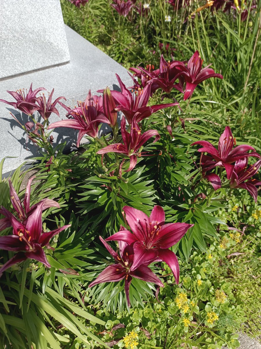 _comrade_kenobi's tweet photo. Flower posting after my run. https://t.co/uc5xxasDbb