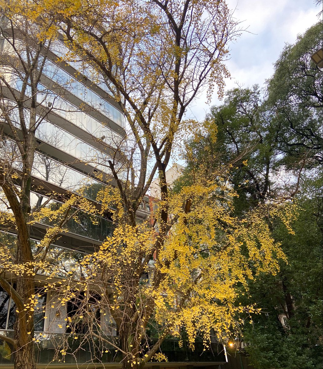 malospatrones's tweet photo. si les gustan los ginkgos: es EL momento para buscar semillas en plaza chile https://t.co/sW2qK7OX4K