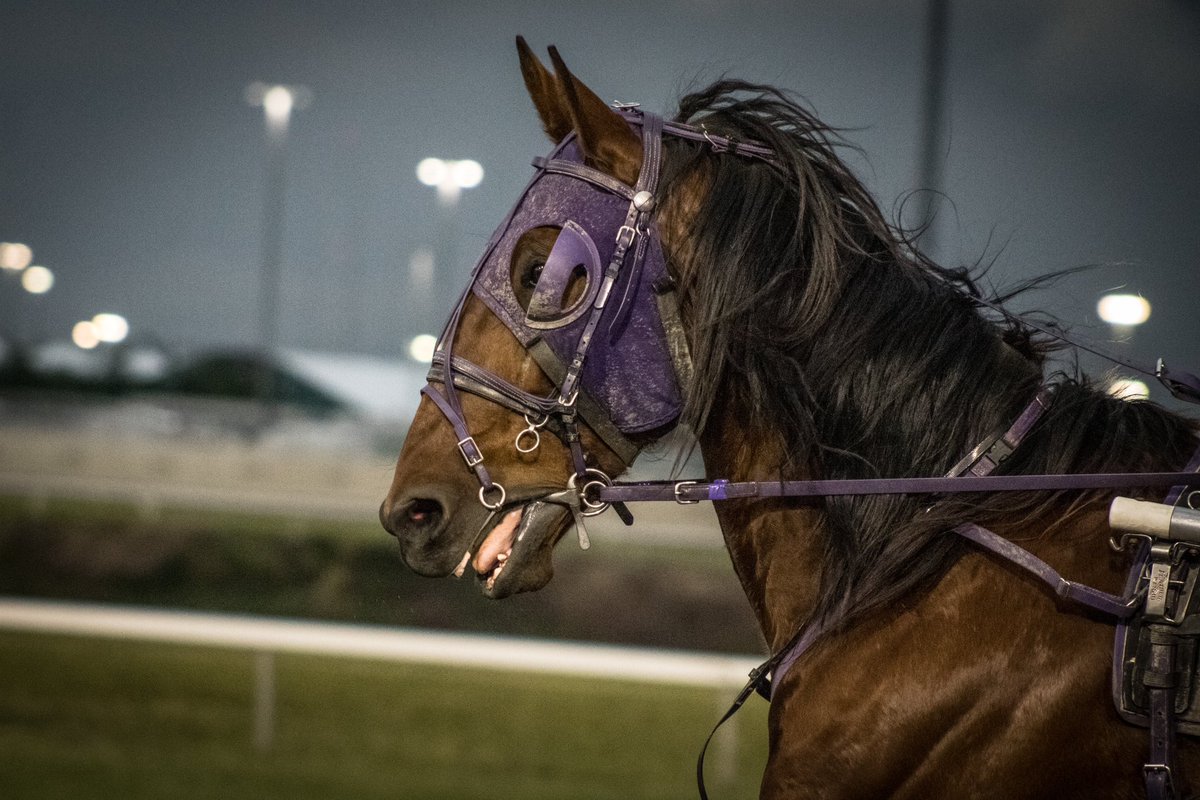 stumpyscompass's tweet photo. June 6th, 2026. A horse is forced to race at the Meadowlands Racetrack, strapped down in a sickly bondage to pull a sulky, where a human sits upon and whips the horse from behind.
-
#horse #horseracing #harnessracing #animalrights #photography https://t.co/7NtPZHEOw8