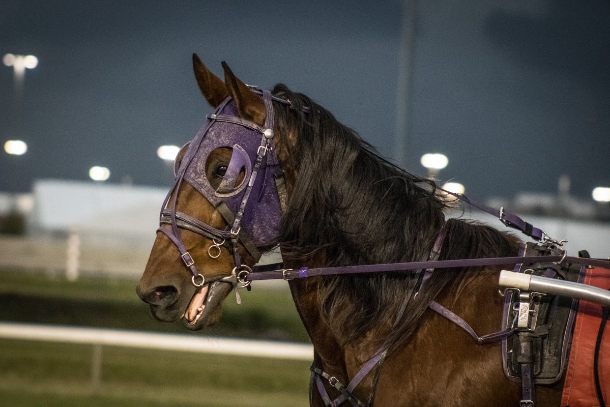 stumpyscompass's tweet photo. June 6th, 2026. A horse is forced to race at the Meadowlands Racetrack, strapped down in a sickly bondage to pull a sulky, where a human sits upon and whips the horse from behind.
-
#horse #horseracing #harnessracing #animalrights #photography https://t.co/7NtPZHEOw8
