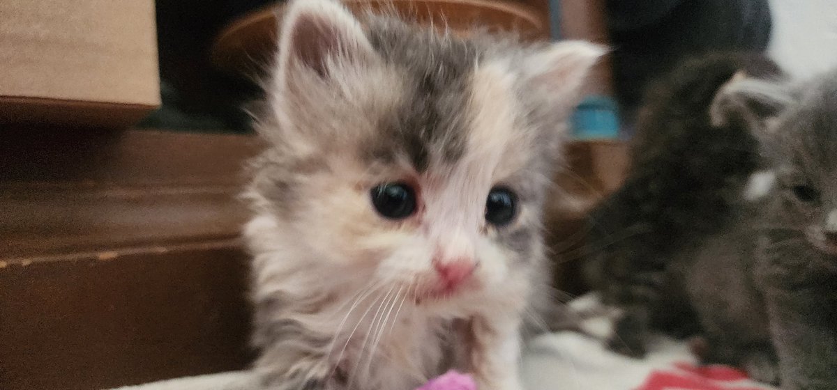 hhbddaryl's tweet photo. I am calling this one Cali... since she looks like a calico https://t.co/5QPJn1c5RH