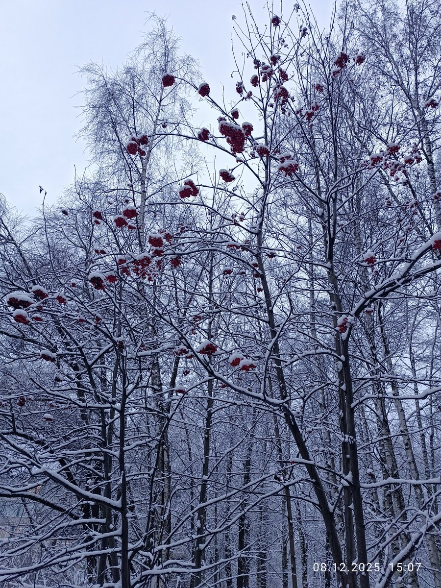 bactun0's tweet photo. 🚶#walk_for_K_marathon 🚶
❄️
🎉 7800 km milestone 🎉
Day 1195 - 5,9 km 
Total - 7804,3 km
❄️
Dec 8, 2025
Finally snow had fallen 
❄️
#andTEAM
#andTEAM_K 
@andTEAM_members https://t.co/ayY2d3K5wj